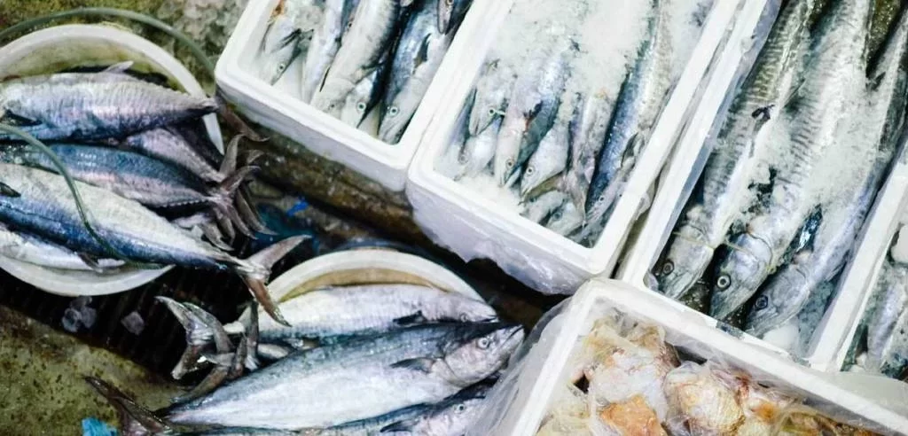 Cofradía de Pescadores de Guardamar del Segura Cofradía de Pescadores de Guardamar del Segura